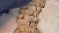 FUNNY DOGS, Compilation #1 - Best of 2020