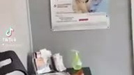 Kot Andrzej u Weta