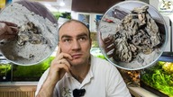 Jak wygląda 10KG dragon stone ?