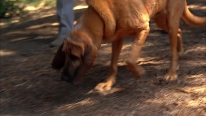 The. Mentalist. S01E05.pl