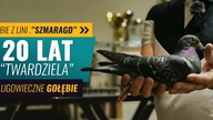Czysta Rasa gołębi Szmaragdów - Historia hodowli Stanisława Zagajewskiego - Cały film