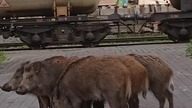 Szwedzki stół dla dzików 