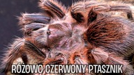 Gdzie pająków siedem...  Tam jest co podziwiać 