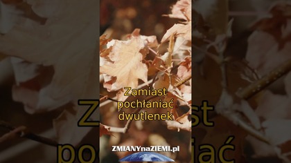 Lasy przestają pochłaniać CO2.  Natura zaczyna działać w drugą stronę