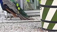 Paw Indyjski w Łazienkach Królewskich (Pavo cristatus)