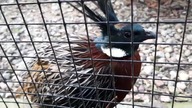 Kuroczub Wspaniały (zoo w Warszawie)