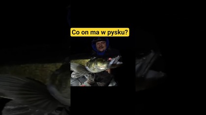 Sandacz na dwa zestawy #wędkarstwo