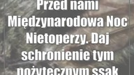 Przed nami Międzynarodowa Noc Nietoperzy.  Daj schronienie tym pożytecznym ssakom