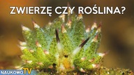 Zwierzę które jest ... rośliną!
