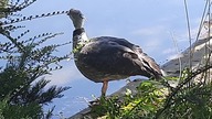 Chauna torquata (Southern Screamer) drinking