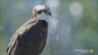Osprey/Ryboł&oacute;w (Free Animal)