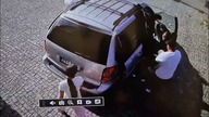 Złodziejaszki psa - skradziony biały mały pudel