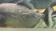 Piranie w zoo (Piranhas at the zoo)