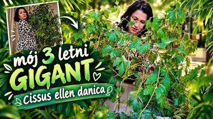 3 LETNI GIGANT! CISSUS ELLEN DANICA! PRZESADZANIE i PIELĘGNACJA!