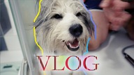 OBCINAMY I KĄPIEMY PIESEŁA.  MAŁY SKROMNY VLOG.  #VLOG