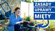 Uprawa MIĘTY w ogrodzie.  Jak sadzić, rozmnażać MIĘTĘ krok po kroku