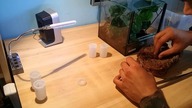Odświeżenie wystroju terrarium 5x Poecilotheria  ornata