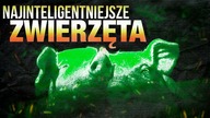 10 NAJINTELIGENTNIEJSZYCH ZWIERZAT