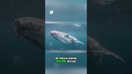 Czy Megalodon naprawę wciąż istnieje w oceanach