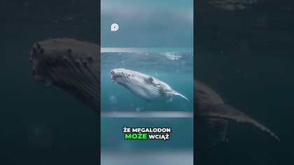 Czy Megalodon naprawę wciąż istnieje w oceanach