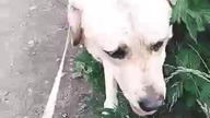 Plac zabaw dla psów!