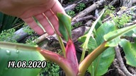 #100 Jak rośnie, kwitnie i owocuje bananowiec Musa velutina (pink banana) na mojej działce w Polsce?