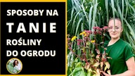 Moje sposoby na TANIE rośliny do ogrodu.  Vlog ogrodowy