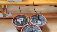 Wybudzanie małych fig.  Violetta de Bordeaux, white adriatic, Violetta