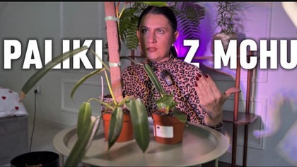 PALIKI Z MCHU! TRZY PHILODENDRONY!