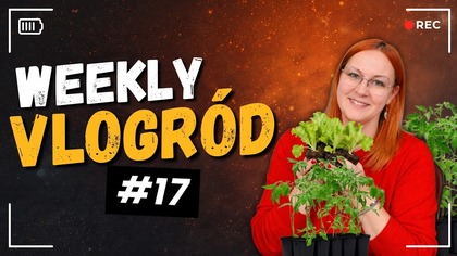 Kolejne rozsady w ziemi  Ogród, praca twórcza i zwykłe życie | Weekly Vlogród