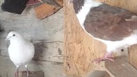 Liczenie gołębi 12345678...  #birds #fus #pigeon #egzotyka #golebie #pocztowe #loty