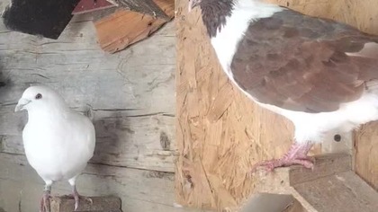 Liczenie gołębi 12345678...  #birds #fus #pigeon #egzotyka #golebie #pocztowe #loty