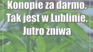 Konopie za darmo.  Tak jest w Lublinie.  Jutro żniwa