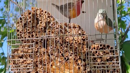 Pszczoła murarka *27.  04.  2025