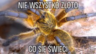 CO SŁYCHAĆ U... ?#19 WYLINKI I KOKONY !