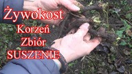 Żywe kości.  Zimowe wykopki na stawy.