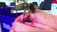 Gigantyczna drzewna weta