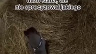 Skąd wziąć siana!