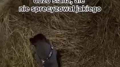 Skąd wziąć siana!