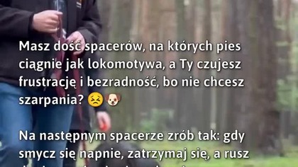 Spokojne mijanki: trening reaktywności na smyczy #psy #reaktywność #luźnasmycz