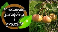 Mieszaniec jarzębiny i gruszki?