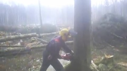 koku gšanas darbi