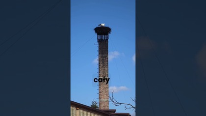 Bocian przyleciał w pierwszy dzień wiosny na komin piekarni Stanisława Bigaja.  #wiosna #bocian