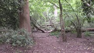 Las / Forest # 1