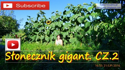 157.  Słoneczniki gigant.  Cz. 2 ciekawerosliny.pl
