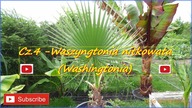 #252 Cz. 4 -Waszyngtonia nitkowata.  Uprawa Palm w Polsce.