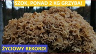 Jak Zebraliśmy Gigantyczną Kozią Brodę - 2KG!? Czy są jeszcze Grzyby 2020?