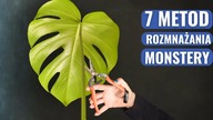 Rozmnażanie MONSTERY na 7 sposobów