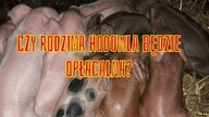Rozwój hodowli w dobie odoru? Kula
