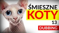 ŚMIESZNE KOTY #13  DUBBING: MATT OLECH & CZOKLED